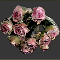 Bouquet of pink roses with fresh green leaves on grey background