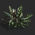 Variegated Tropical Foliage Plant with Large Green Leaves and Dark Patterns for Indoor Home Decoration