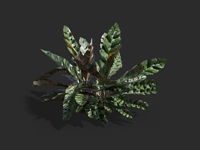 Variegated Tropical Foliage Plant with Large Green Leaves and Dark Patterns for Indoor Home Decoration 3d model