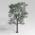 Lush Green Shrub With Dense Foliage In Natural Growth Outdoor Setting