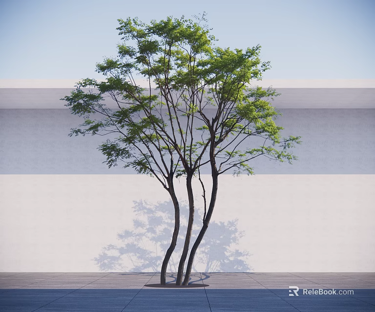 Arbor with Green Leaves and Slender Trunks Against White Wall and Paved Ground 3d model 