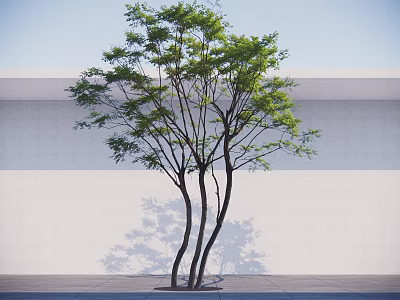Arbor with Green Leaves and Slender Trunks Against White Wall and Paved Ground 3d model
