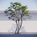 Arbor with Green Leaves and Slender Trunks Against White Wall and Paved Ground