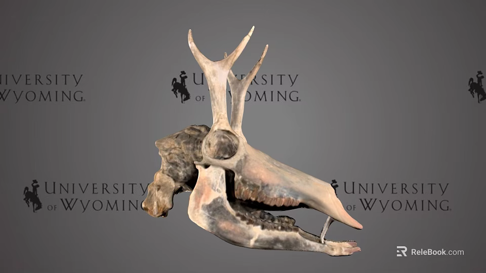 Detailed Dinosaur Skull Fossil Exhibit From University of Wyoming Collection 3d model 
