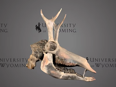 Detailed Dinosaur Skull Fossil Exhibit From University of Wyoming Collection 3d model