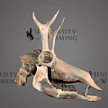 Detailed Dinosaur Skull Fossil Exhibit From University of Wyoming Collection