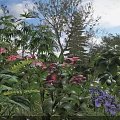 Vibrant Pink Purple Flowers and Green Plants Blooming in Garden with Sunlight and Blue Sky