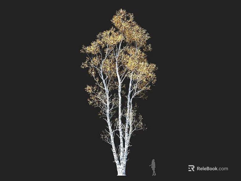 Birch Tree With Golden Leaves White Trunks And Silhouette Figure In Autumn 3d model 