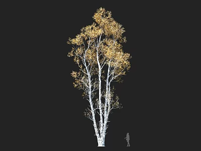 Birch Tree With Golden Leaves White Trunks And Silhouette Figure In Autumn 3d model