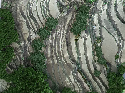 Rural Layered Terraced Fields Scenery In Mountainous Area With Lush Green Vegetation 3d model