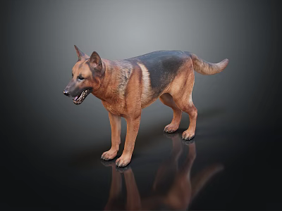 Realistic German Shepherd Dog Standing On Dark Isolated Background With Detailed Fur 3d model