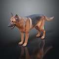 Realistic German Shepherd Dog Standing On Dark Isolated Background With Detailed Fur