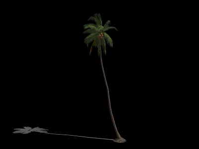 Tall Palm Tree With Green Fronds And Long Trunk In Isolated Black Background 3d model