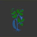 Growing Fresh Pea Pod Plant with Green Leaves White Flower Vines and Orange Roots