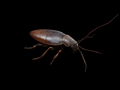 Decorative Insect Ornament Set With Long Antennae On Black Background 3d model