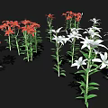 Beautiful Red and White Lilies with Green Stems and Leaves on Black Background