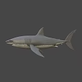 Realistic Gray Shark 3D Model With Detailed Fin And Body Render 3d model