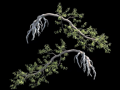 Curved Branches With Green Leaves And White Roots On Black Background 3d model