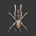Striped Reptile with Elongated Appendages on Black Background Detailed View