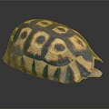 Turtle With Vibrant Blue And Yellow Hexagonal Patterned Shell On Black Background