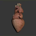 Detailed 3D Anatomical Heart Model As Medical Device For Educational Training