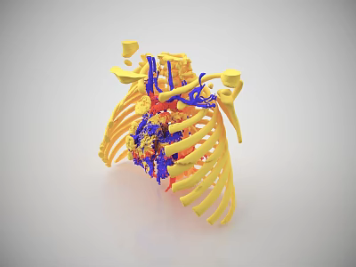 Medical Device 3D Model of Rib Structure with Heart and Blue Red Blood Vessels 3d model