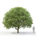Tall Arbor With Lush Green Foliage And Thick Trunk Near Human Figure