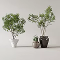 Potted Green Plants In White Brown And Dark Pots For Indoor Home Decor