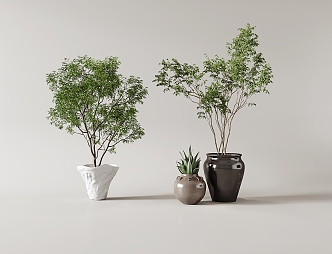 Plant Green Plant Potted Combination 3d model