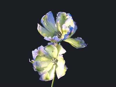 Two Beautiful Flowers With Teal And Lavender Petals On Black Background 3d model