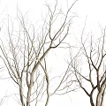 Decorative Bare Branch Bonsai Plants In Concrete Pots Of Various Sizes