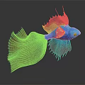 Vibrant Betta Fish With Blue Body Red And Blue Flowing Fins On Gray Background Reflection