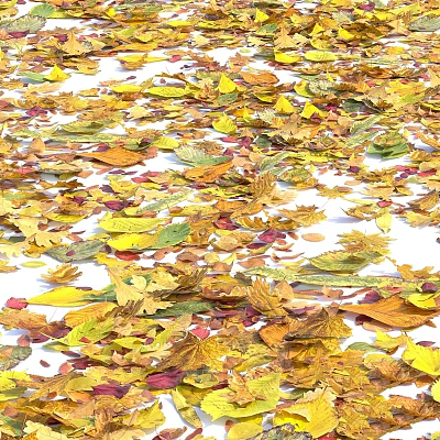 Beautiful Garden Ornament With Colorful Fallen Leaves On White Ground 3d model