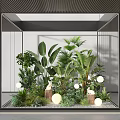 Indoor Green Plants In Glass Case With Large Leaves Shrubs Wooden Stumps And Round Lamps
