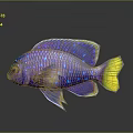 Vibrant Purple Tropical Fish With Blue Spots And Yellow Tail In Aquatic Environment