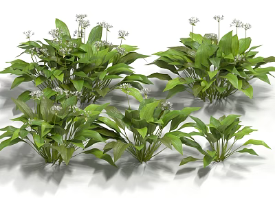 bear onion wild leek bear fruit garlic bear garlic wild garlic bushes flowers and plants 3d model