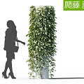Lush Green Climbing Vines in Vertical Growth with Decorative Plant Pot and Silhouette Figure