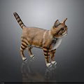 Cat Brown And White Striped Standing On Black Smooth Surface With Reflection 3d model
