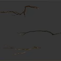 Three Dried Arbor Branches In Various Curved Forked Shapes Natural Brown On Pure White Background
