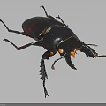 Black Reptile With Large Jaws And Spiny Legs Isolated On White Background