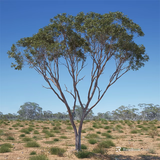 Tall Leafy Tree With Spreading Branches Against Blue Sky And Distant Trees In Grassy Field 3d model 