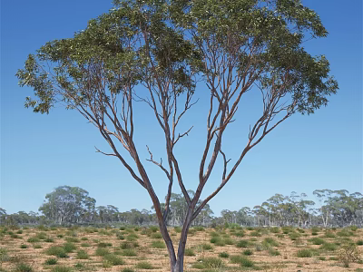 Tall Leafy Tree With Spreading Branches Against Blue Sky And Distant Trees In Grassy Field 3d model