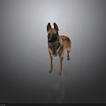 Brown and Black Dog With Pointed Ears Standing On Dark Reflective Surface With Tongue Out