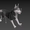 Black And White Husky Dog Running In 3D Model Rendering