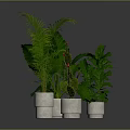 Large Leaf Plant Palm And Cactus With Red Flowers In White Pots On Dark Background