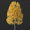 Tall Tree with Vibrant Golden Lush Foliage Against Dark Background