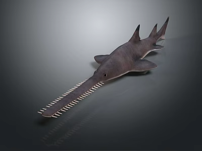 Realistic Long Snouted Shark Model With Serrated Teeth Scientific Display Equipment 3d model