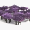 Purple Shrub Like Plants With Green Stems Grouped Together In Cluster