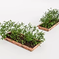 Lush Green Plants In Brown Rectangular Planters With Healthy Leaves 3d model