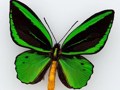 Vibrant Green And Black Butterfly With Yellow Body And Striped Wings 3d model